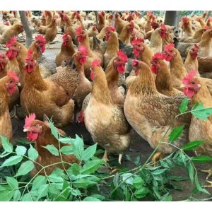 四川灵山土鸡苗大型养殖厂家 常年出售各种禽苗